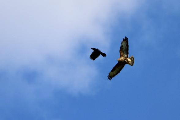 A crow attacking a buzzard mid-flight against a bright blue sky, the crow has passed the buzzard and is further ahead of it now so it look like the buzzard is chasing the crow