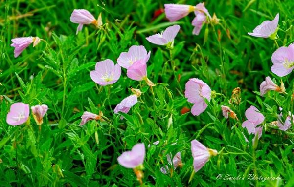 Primrose Whispers Along the Road

" A ribbon of delicate pink blooms stretches alongside a quiet Louisiana road, their soft petals glowing in the morning light. The pink evening primroses (Oenothera speciosa) sway gently in the breeze, forming a wild, untamed tapestry of color against the backdrop of lush green grass. Each flower, with its cup-like shape and golden center, opens wide to embrace the warmth of the sun, inviting bees and butterflies to linger. The scene is both fleeting and timeless—an unplanned masterpiece of nature flourishing in the margins of human paths." - Copilot