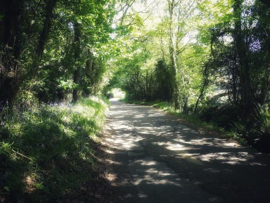 Mae lôn yn disglair yn yr haul, gyda'r coed i'r dde a chwith.