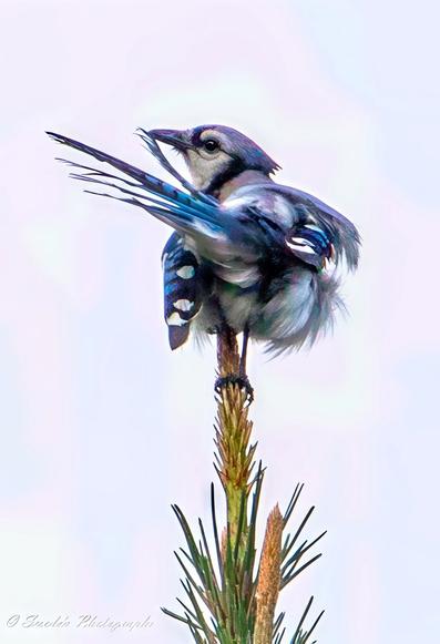 "At the pinnacle of a towering pine tree, a stunning blue jay perches gracefully, surveying its surroundings with an air of confidence. The bird's vibrant plumage—a mesmerizing mix of deep blues, crisp whites, and bold black markings—stands out against the rich green needles of the tree. Its tail fans out slightly, displaying delicate patterns, while its sharp beak remains poised, as if ready to call out into the vast open sky. The pine tree, weathered yet strong, cradles the bird in its uppermost branches, creating a natural throne for this feathered sentinel. A soft gradient in the background—a gentle fusion of pastel hues—serves as the perfect backdrop, amplifying the brilliance of the blue jay's striking colors. It is a scene of elegance, solitude, and nature’s quiet majesty." - Copilot