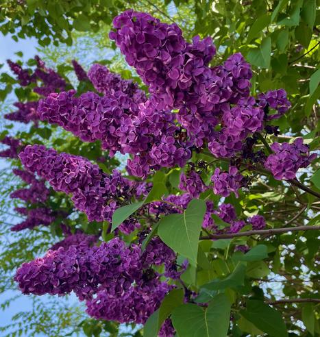 Several bunches of lush, deep purple lilacs hanging against a backdrop of blue sky.