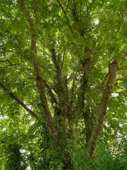 A gorgeously green, leafy view up into a tall horse chestnut tree.