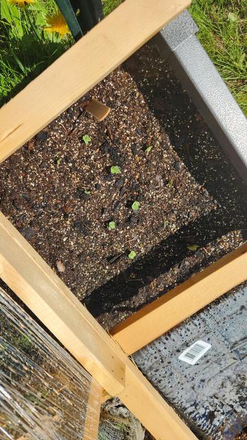 Radish seedlings in rows in a square-foot section of a raised bed. I planted 16, and not all are germinating, but that's fine.