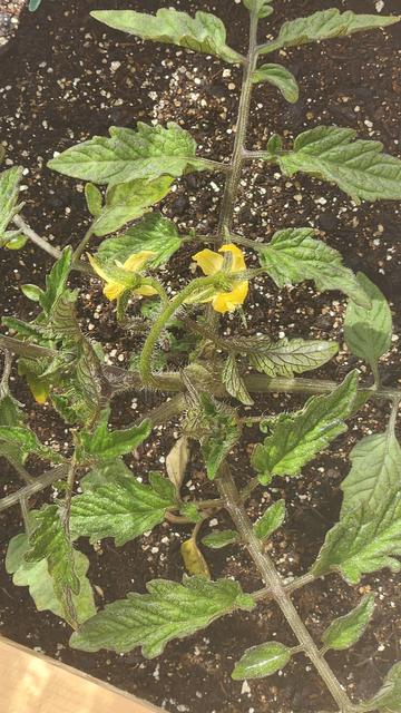 Looking down into a plastic-wrapped open-top box at a tomato plant. Two yellow blossoms are in the middle of the picture.