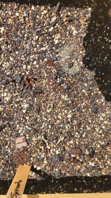 Look very closely and you can just make out tiny leaves on the single Brussels sprout plant  here.