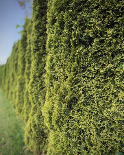 A row of tall hedges extends from nearby on frame right off into the distance on frame left under a bright blue morning sky.