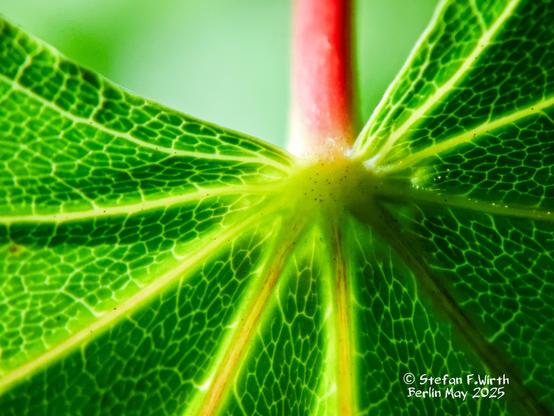 Leaf of Norway maple in Berlin on a meadow near park Goethepark, May 2025, © StefanFWirth