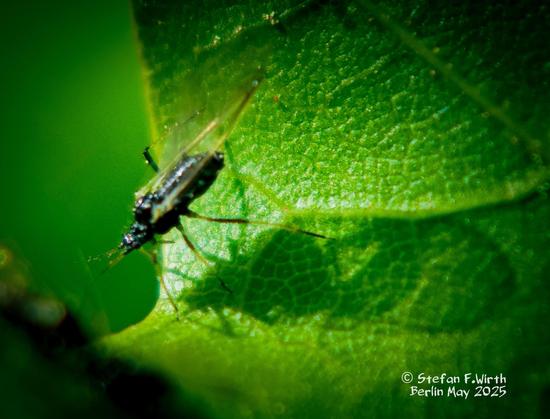 Aphid on a leaf of a Norway maple in Berlin on a meadow near park Goethepark, May 2025, © StefanFWirth
