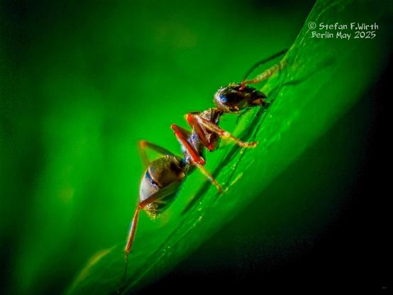 A Formica fusca worker on a leaf of a Norway maple in Berlin on a meadow near park Goethepark, May 2025, © StefanFWirth