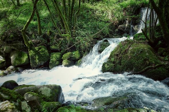 A small waterfall flows over moss-covered rocks into a clear, fast-moving stream surrounded by green foliage and trees.