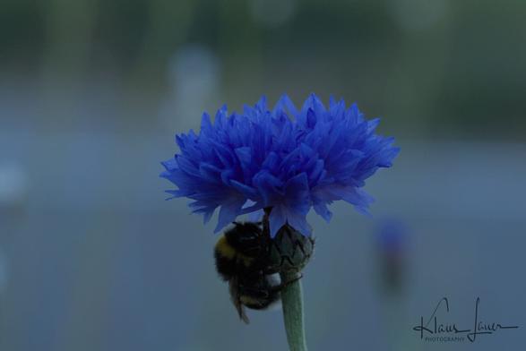Das Foto zeigt eine schlafende Hummel unter der Blüte einer Kornblume. Das Foto wurde gegen 05:15 Uhr frühmorgens aufgenommen.