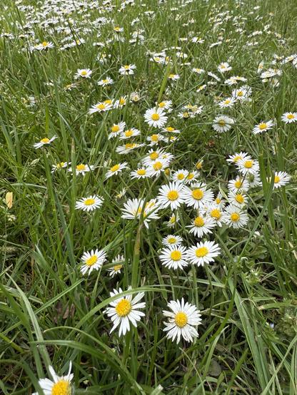 Eine Wiese mit Gänseblümchen