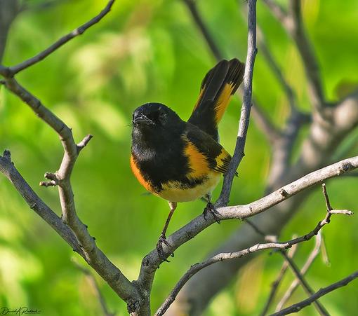 Small bird with black head, chest and throat, orange flanks, white belly, and orange-and-black uptilted tail, perched on a bare twig in front of a leafy green backdrop