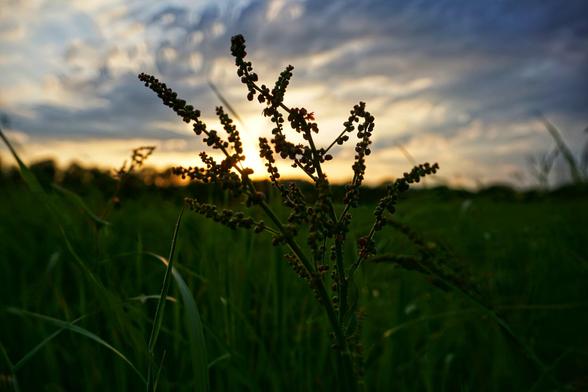 A silhouette of a plant with many small, dark seed pods is in focus in the foreground. The plant is surrounded by blades of green grass, also silhouetted against the bright light of the setting sun on the horizon. The sky above the horizon is a mix of orange, yellow, and dark, cloudy blues and greys. The overall lighting suggests either sunrise or sunset.