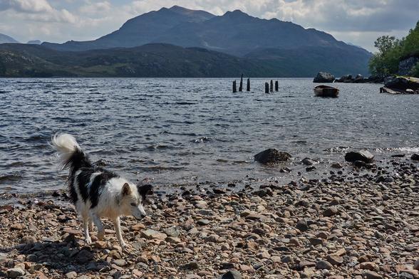 Skye the border collie on a stony beach by Loch Maree. Behind her are is the remains of an old jetty sticking out of the water and some rocks. In the background is Beinn Airigh Charr.