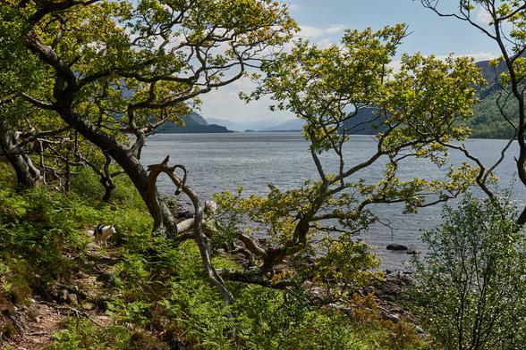 Looking down Loch Maree framed by straggly trees in the foreground. Skye is on a narrow path through newly awakened bracken.