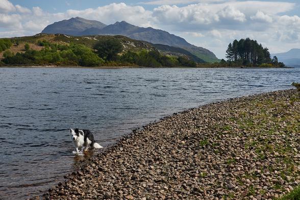 Skye paddling in the entrance to River Ewe with Beinn Airigh Charr in the background.