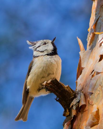 A crested tit on the branch of a pine tree
Looking upwards