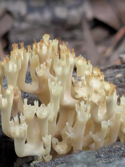 A mostly pale off-white branching coral fungus, really hard to describe.  Called crown tipped coal mushroom.