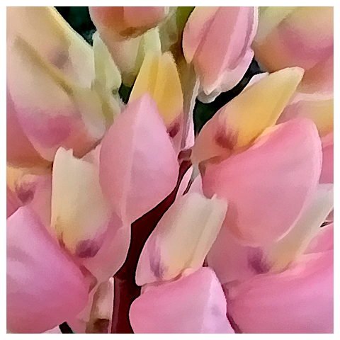 The image features a close-up view of a cluster of flowers with soft, pastel-colored petals. The predominant colors are shades of pink, transitioning into light yellow and cream at the tips of the petals. The petals have a smooth texture and are arranged in a way that suggests they are part of a larger bloom. The background is blurred, emphasizing the flowers in the foreground. The overall effect is a gentle and harmonious blend of colors, with the pink hues being the most prominent. The image has a painterly quality, with soft edges and a dreamy aesthetic.

Provided by @altbot, generated privately and locally using Ovis2-8B
