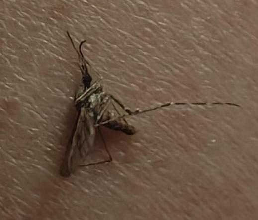 Thanks to global warming, we have tiger mosquitos in Belgium. I just killed one.