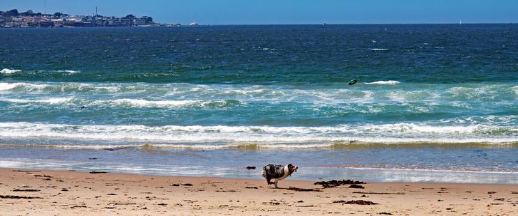 Dog chasing a Frisbee along the Monterey Bay California Beach.

May 10th, 2025.