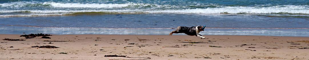 Dog catching a Frisbee along the Monterey Bay California Beach.

May 10th, 2025.