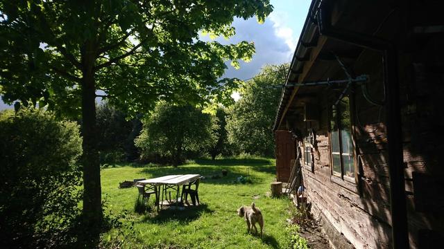 An old wooden house, surrounded by trees and bushes, the sun is very bright but there are many clouds. A tan shaggy dog is standing at the entrance to the house.