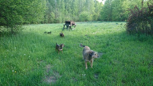 Four dogs on a grass meadow surrounded by a forest, near an old rusting farming machine