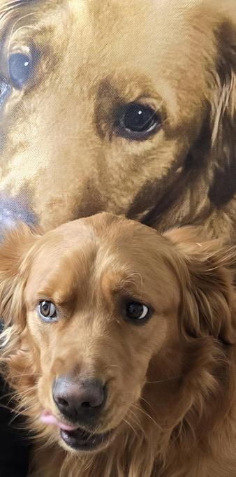Golden Retriever staring at the camera resting on a pillow depicting the same Golden Retriever.