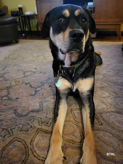 Hazy pup giving that heeler side eye