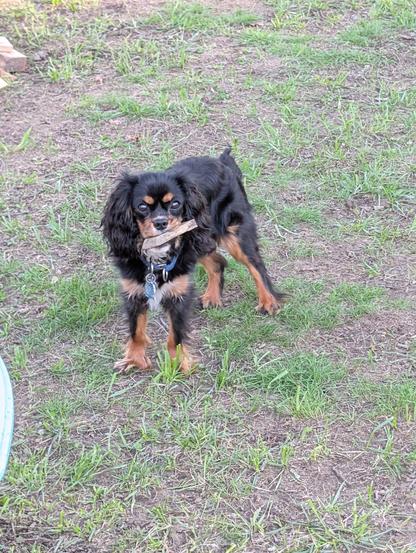 A black and tan Cavalier king Charles spaniel standing in a lawn holding a block of wood.