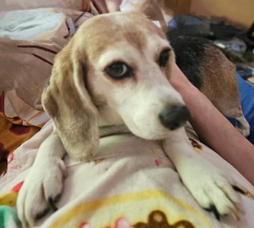 Ein Beagle liegt auf meinem Bauch und guckt dich direkt ganz niedlich an