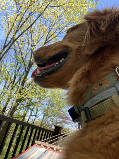 Closeup of Auggie panting and looking off into the trees under a blue sky