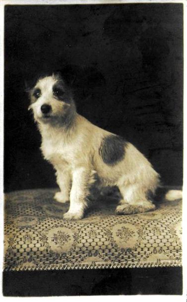 Black and white photo of a Jack Russell Terrier. This is a small black and white terrier with an alert expression.