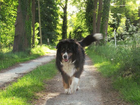 Eine Berner-Sennen-Hündin läuft auf einem kleinen Weg auf die Betrachtenden zu, viel Grün, Bäume, Gräser, Wiesen-Kerbel.