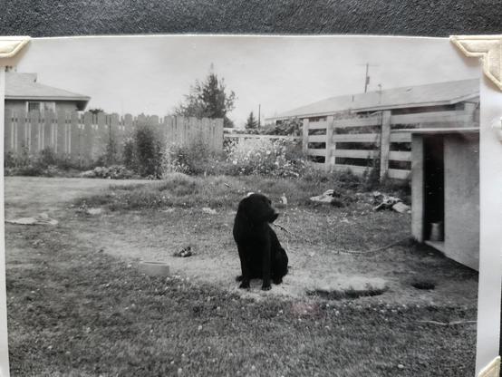 A black and white picture showing a black labrador sitting in a yard beside a dog house and near a dog bowl.  The picture looks sad, and the dog looks sad.