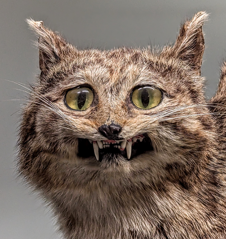 Image shows the head of a very badly modelled stuffed cat slightly grotesque and yet funny
