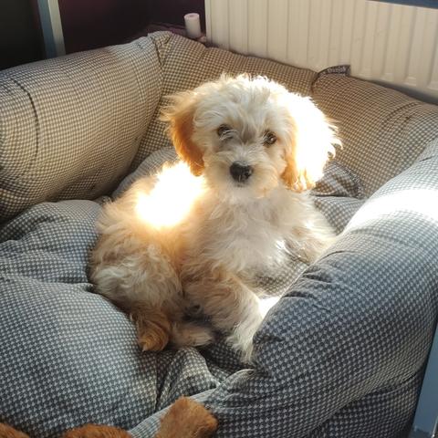 A small pup sits in the centre of an oversized black and white chequered comfy dog bed, bathed in light, her gold fur glowing.
