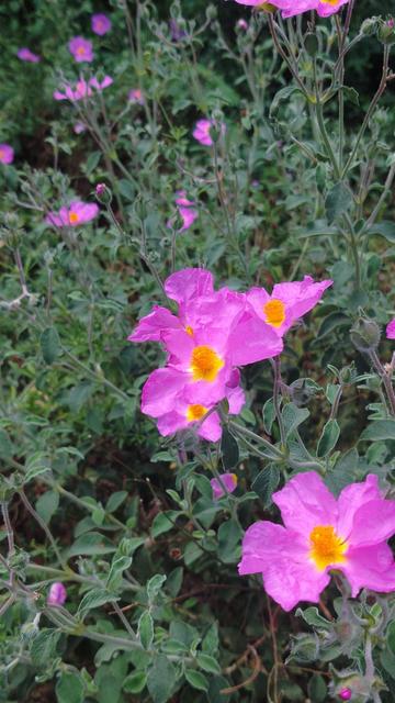 Photo d'une fleur rose-violet, aux pétales très fins, presque froissés, au bout d'une longue tige
