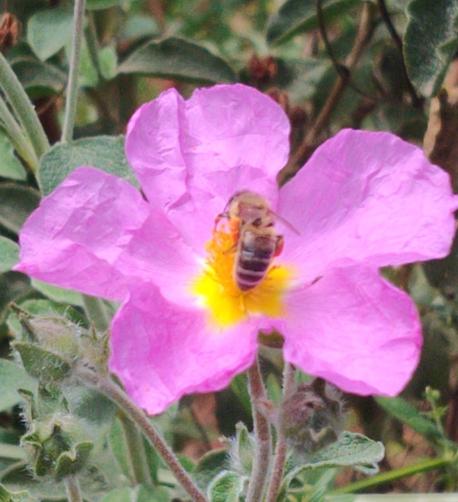 Photo de la même fleur, avec une abeille en son centre, en train de butiner