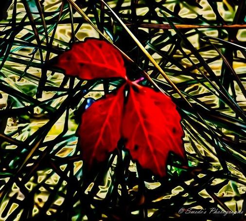 Nature’s Abstract Art

"This image presents an abstract yet striking contrast between nature’s elements. Three vibrant red leaves of a Virginia creeper rest atop a dense bed of pine needles, their bold color standing out dramatically against the intricate, tangled backdrop. The saturation of the hues intensifies the organic texture, making the leaves appear almost luminous. The pine needles weave a chaotic yet harmonious pattern beneath them, adding depth and movement to the composition." - Copilot