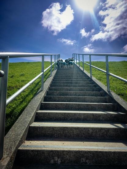 This photograph shows a concrete staircase, flanked on both sides by metal railings, leading up a dike. At the top of the staircase are several sheep, gathered curiously at the edge. The sky above is a bright blue with scattered clouds, and the sun shines intensely, casting rays of light across the scene. The overall composition creates a surreal or humorous contrast between the urban-looking staircase and the unexpected presence of the sheep.