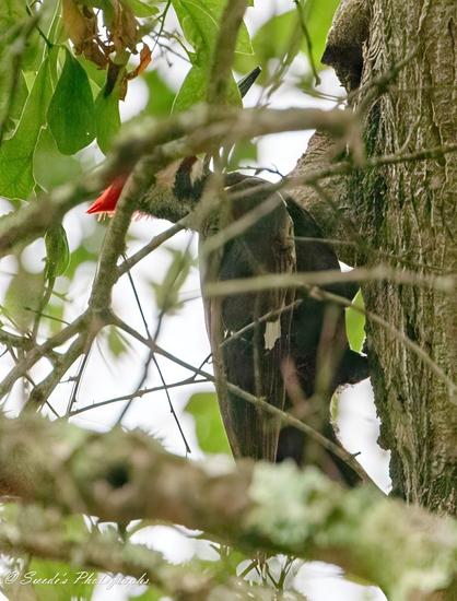 "This image captures a pileated woodpecker clinging to the side of a tree, partially obscured by a dense weave of thin, twisting branches. Its striking red crest stands out vividly against the muted tones of the bark and tangled limbs. The woodpecker’s strong, chisel-like beak points forward with intent, as if poised to carve into the tree’s surface in search of insects. The dark plumage on its back and wings is accented by bold white patches along the sides, offering a contrast that highlights its distinctive markings. Though the branches partially conceal the bird, its presence remains commanding, a quiet yet powerful figure nestled within the tangle of the forest." - Copilot