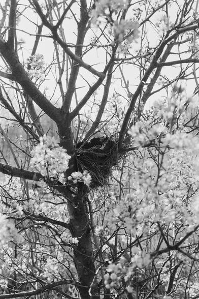 A black and white photograph of a blooming tree with delicate spring blossoms. In the center, an old bird’s nest sits empty in the fork of the branches, contrasting with the new life around it.