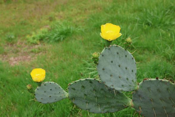 Two large yellow flowers on the pads of a big cactus.