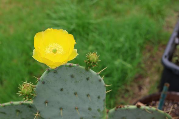 One large yellow flower and two unopened flower buds on the pad of a large cactus.
