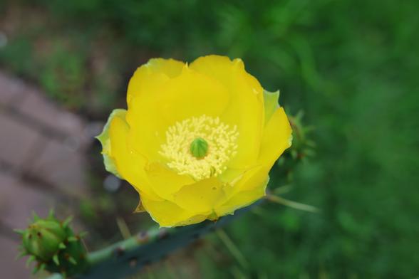 Overhead view of a large yellow flower. It is cup-shaped with many large petals, many light yellow stamens, and a green stigma in he center.