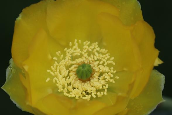 Macro photo of the inside of the flower. It shows the same structure as the previous photo, in greater detail.