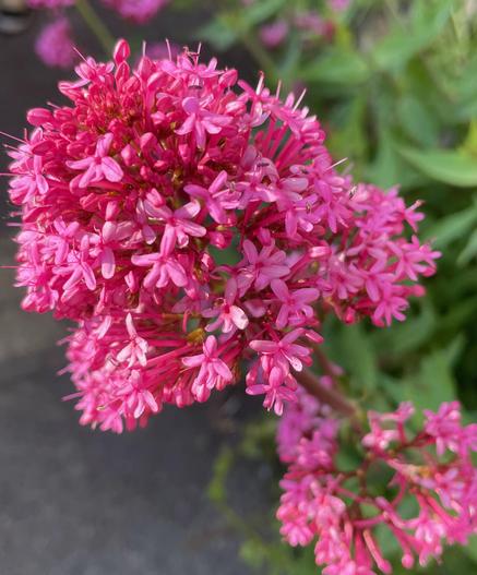 A vibrant pink bunch of valerian blossoms stands out against a background of green leaves.